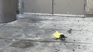 TikTok MiamiWorld1 — How Not To Litter ( Anti-Littering Commercial)