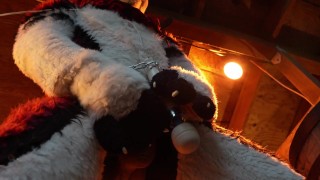 Husky Fursuiter Suspension Jerkoff