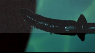 Projector Scene (preview)