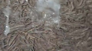 I Still Got more Who's Next