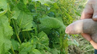 Peeing on a summer evening
