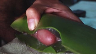 masturbandome con aloe vera hasta sacar mi leche espesa