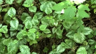 Risky Walkway Forest Piss