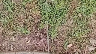 Backyard Risky Pissing