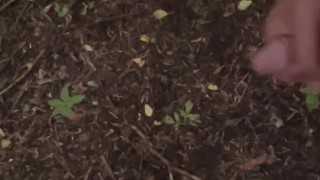 Masturbationen forest rains