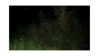 Lo que pasa a la noche en el monte