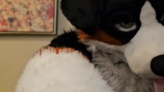 Horny murrsuiter AngryBarks licks and teases ManedStripes