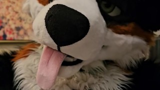 Horny murrsuiter AngryBarks licks and teases ManedStripes