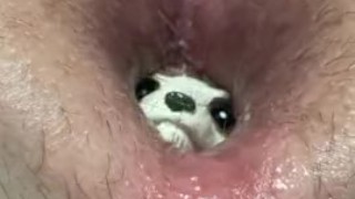 Meerkat toy's escape blocked