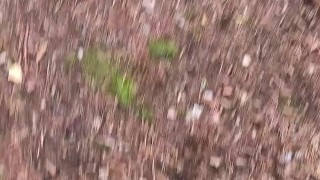 Hiker masturbates during forest hike and cumson tree