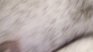 Fat Piggy Begs for Food