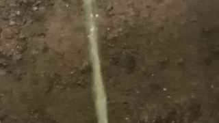 Release into the wild