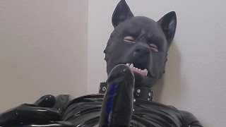 ラバー犬がオナニー