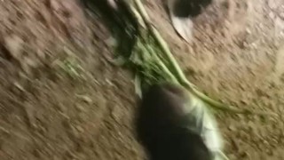 jangle hand work Dad