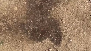 Outdoor piss #3 • backyard