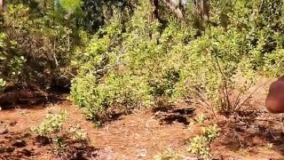 walking down a nature trail with my dick hanging out