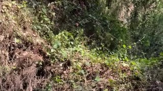 twink fucked in the forest gay cruising place