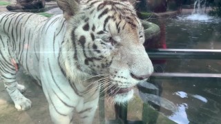 The Tigers of Saigon