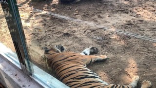 The Tigers of Saigon