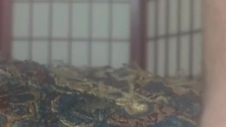 Jack Ass Play Straight Edge Spread Dangling Close Up Cock Twink Shorties