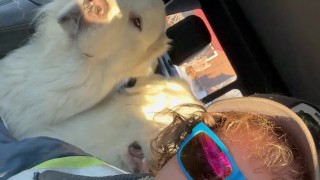 Rocking out with the dogs