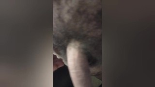 My big fat hairy Uncut cock