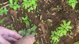 Hairy guy pissing soft cock on the woods