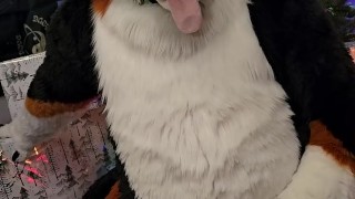  fucks his paws and jerks off under the Christmas Tree