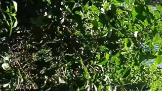 Mi amigo y yo le chupamos la enorme y gruesa verga a mi vecino en un monte