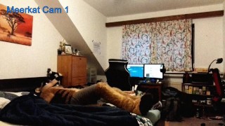 Meerkat Cam