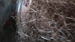 Daddy Tyler1700 and Hung Ginger (Fuzzylilbro) take turns breeding and feeding me
