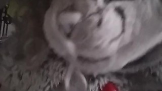 Roadkill! Visits you for Valentines day