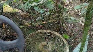 Me hago una paja mañanera atrás de mi casa