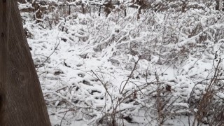 I fuck a stranger in the mouth in the toilet and quickly cum