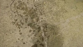 Desperate public piss outside my apartment