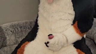 Fertility Check! Stud Dog @AngryBarks Milks his Heavy Balls and puts his Cum under a Microscope💦🔬