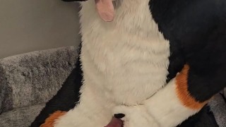 Fertility Check! Stud Dog @AngryBarks Milks his Heavy Balls and puts his Cum under a Microscope💦🔬