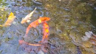 Pretty colorful koi fish in a huge pond