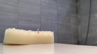 trapped in unaware giants sponge