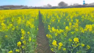 Wild Outdoor Blowjob in a Flower Field + Huge Cumshot on My Big Tits - BabyBeer