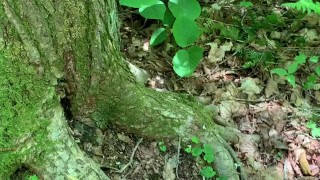 Was so horny had to go off the hiking trail. Huge cumshot on tree