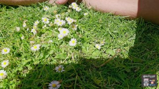 A pissing dick in daisies