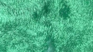 Close up stroke and cum shot onto my green cum rag