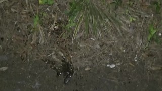 Soft white cock pissing peeing outside 🍆💦 drink my piss