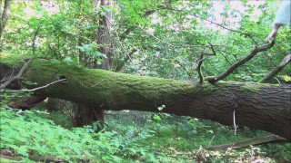 The cat was naughty in the forest.